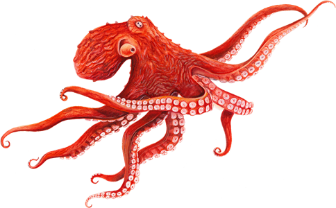Octopus Transparent PNG Image