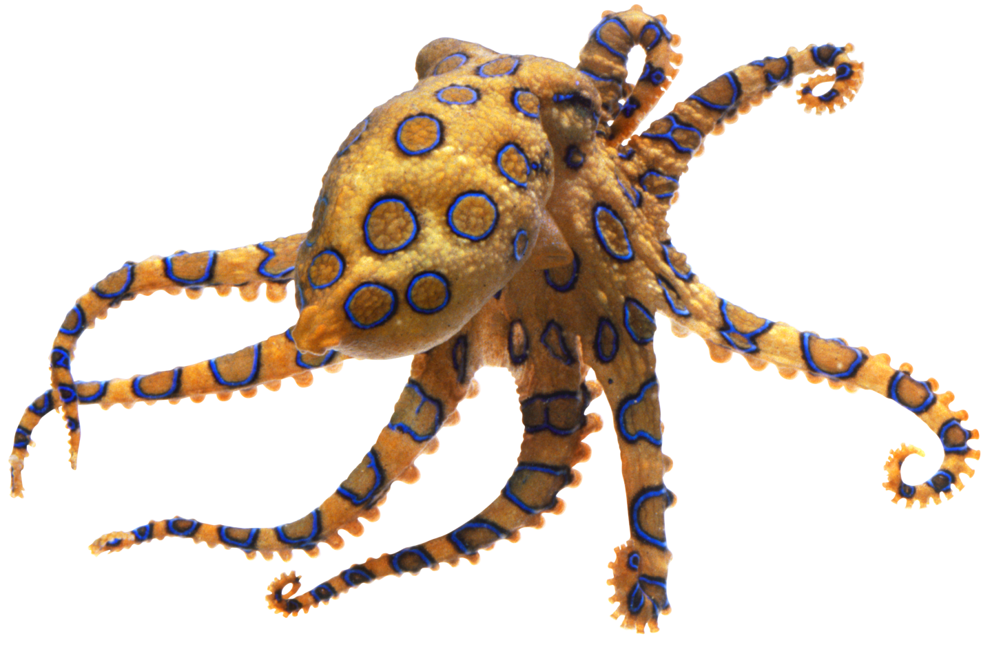 Octopus File Transparent PNG Image
