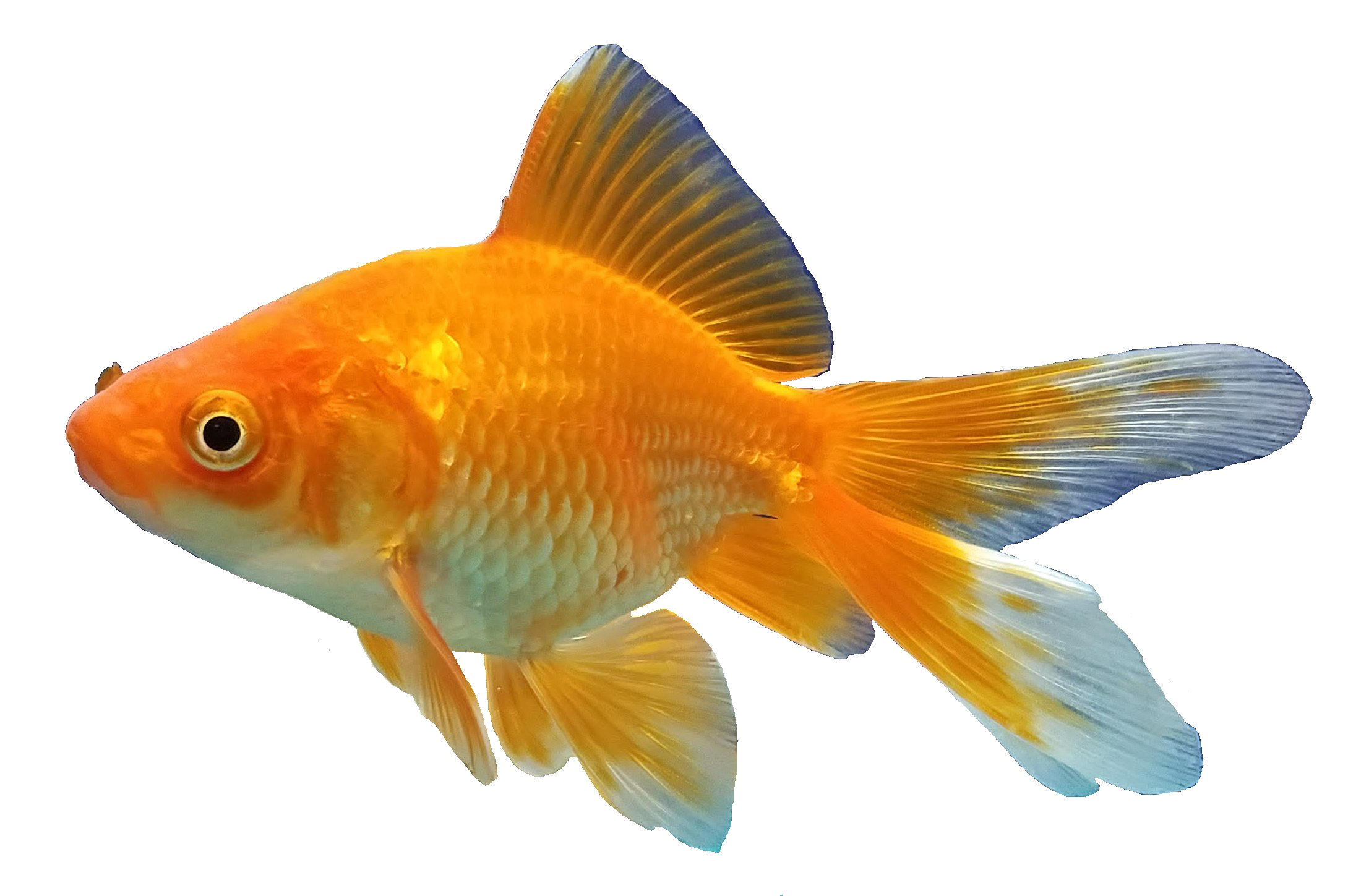 Goldfish Transparent PNG Image