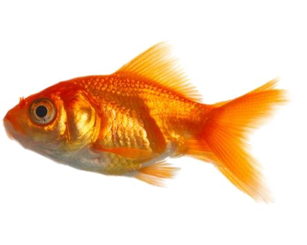 Goldfish Transparent PNG Image