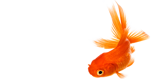 Goldfish Transparent PNG Image