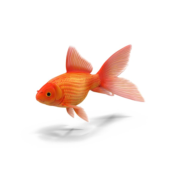 Goldfish Transparent PNG Image