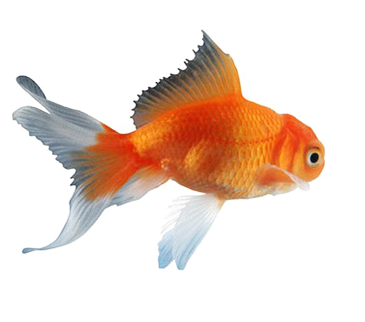 Goldfish Transparent PNG Image