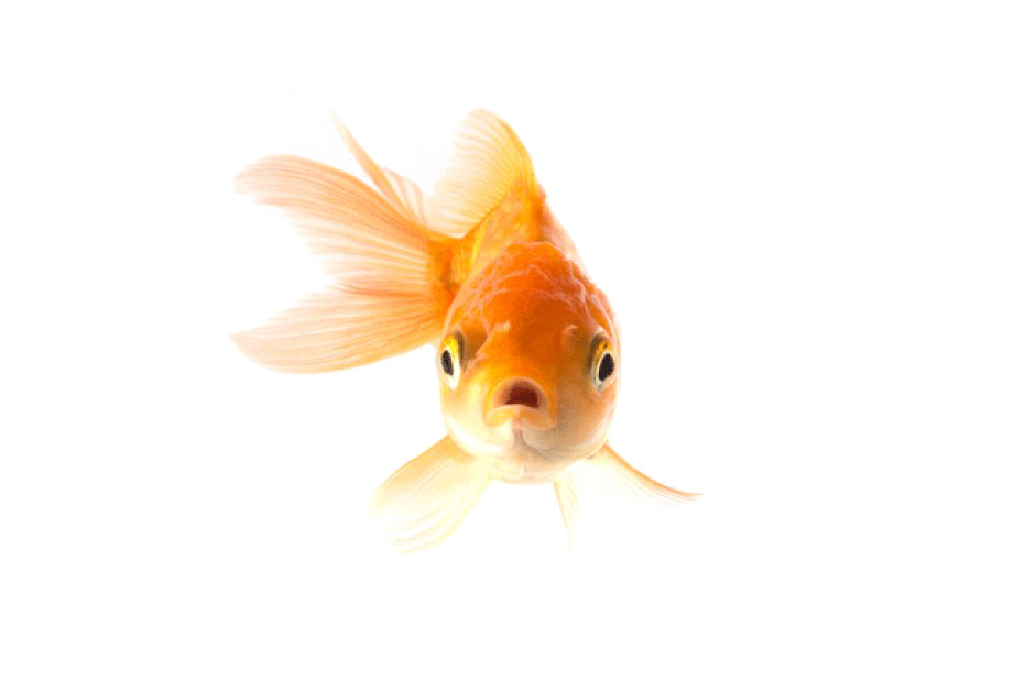 Goldfish Transparent PNG Image