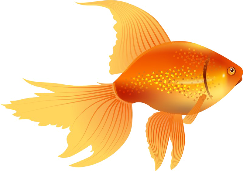 Goldfish Transparent PNG Image