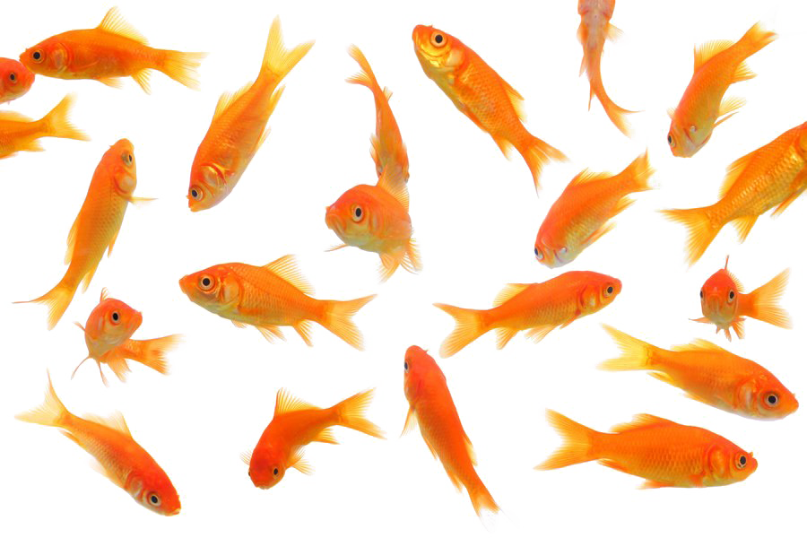 Goldfish Transparent PNG Image