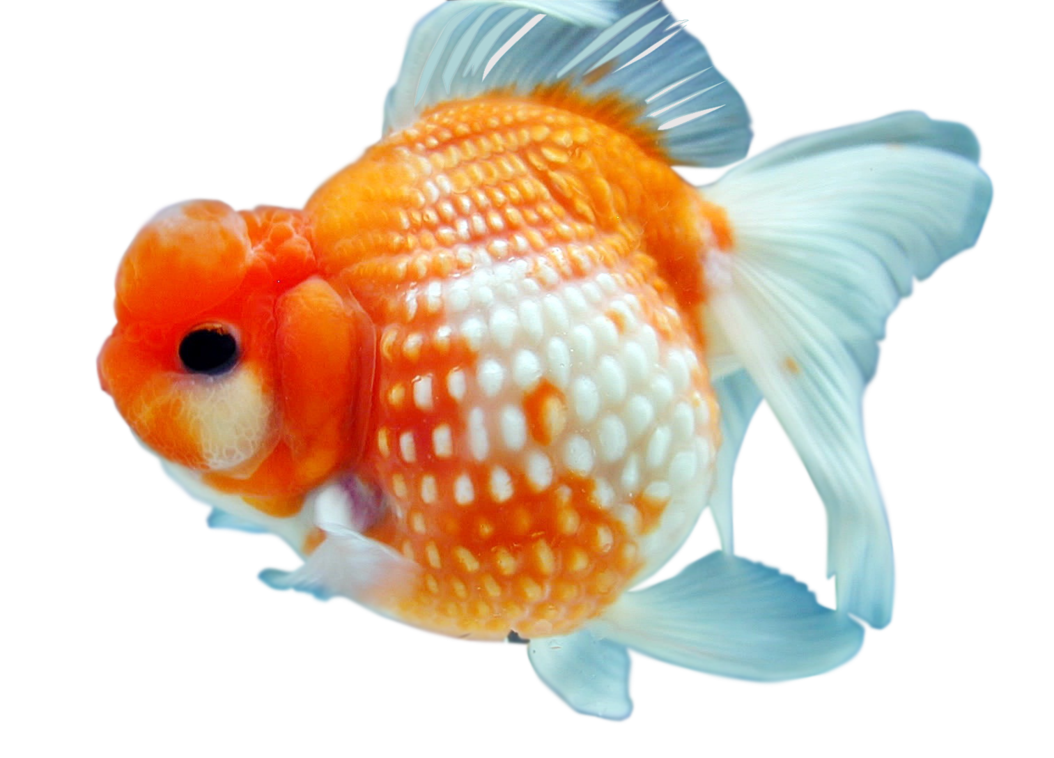 Goldfish Transparent PNG Image