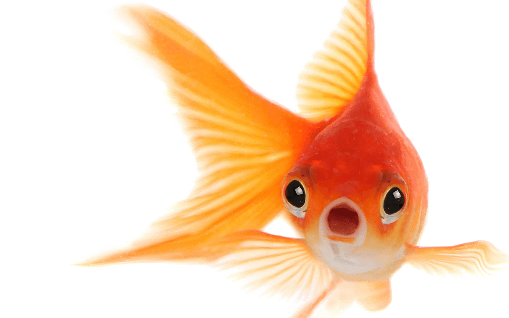 Goldfish Transparent PNG Image