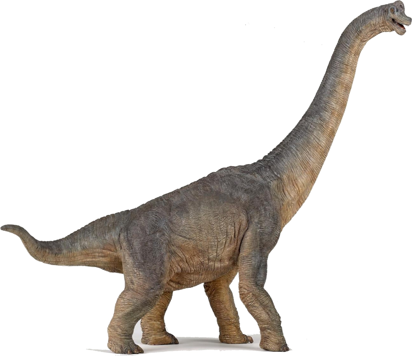 Diplodocus Transparent PNG Image