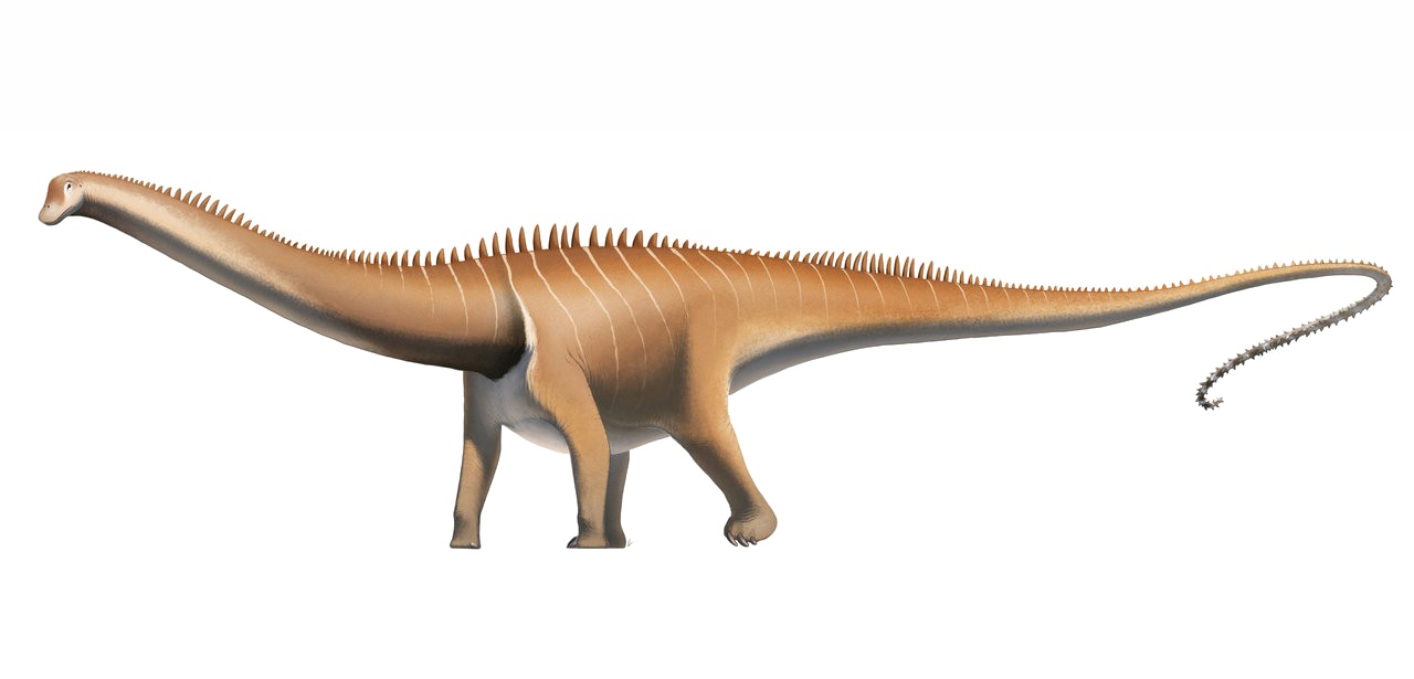 Diplodocus Transparent PNG Image