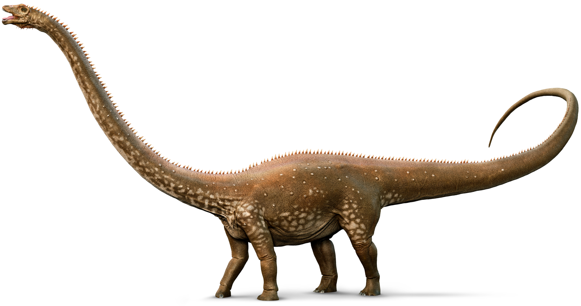 Diplodocus File Transparent PNG Image