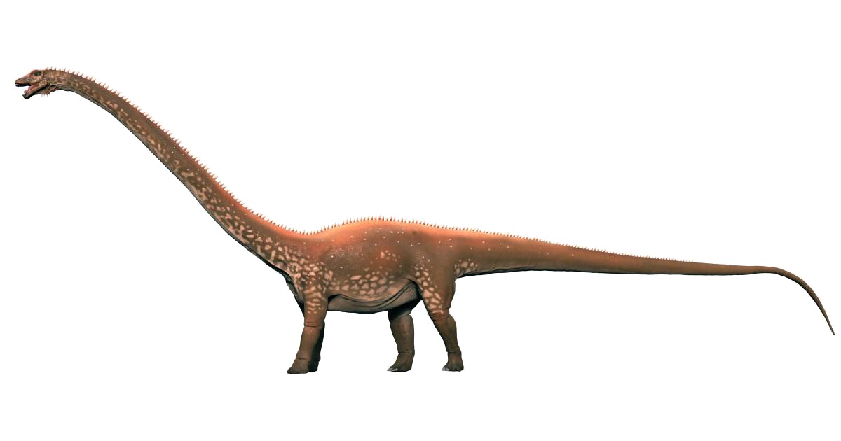 Diplodocus Transparent PNG Image
