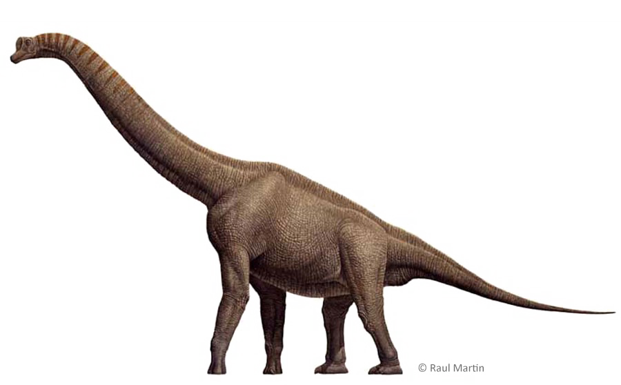 Brachiosaurus Transparent PNG Image