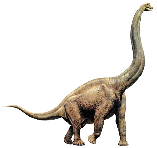 Brachiosaurus Transparent PNG Image