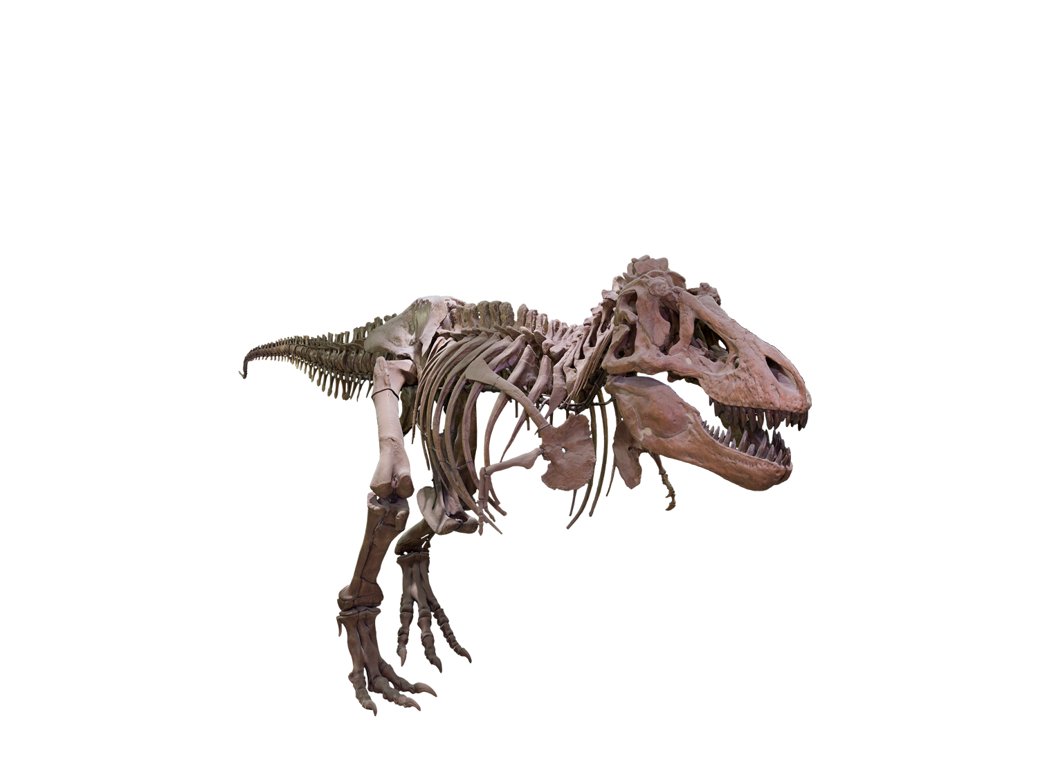 T Rex Transparent PNG Image
