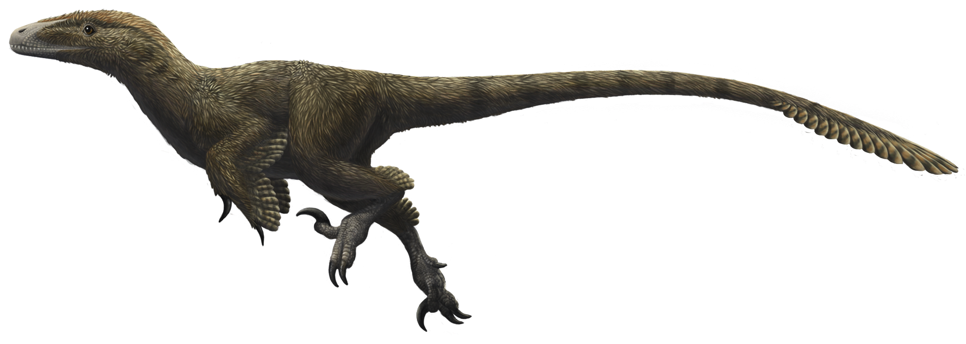 Theropod Transparent PNG Image