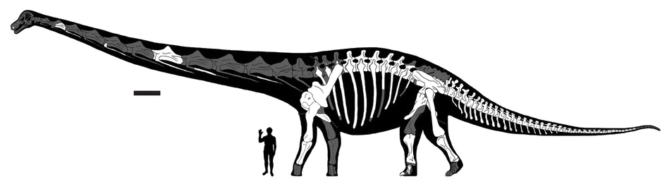 Sauropod Transparent PNG Image