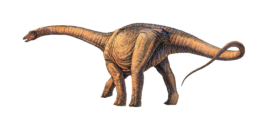 Sauropod Transparent PNG Image
