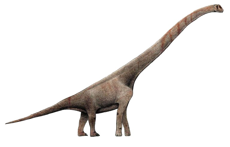 Sauropod Transparent PNG Image
