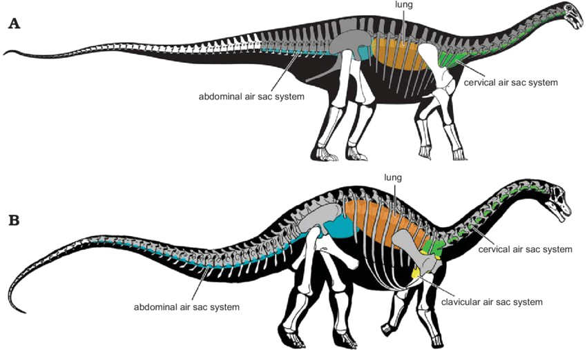 Sauropod Transparent PNG Image
