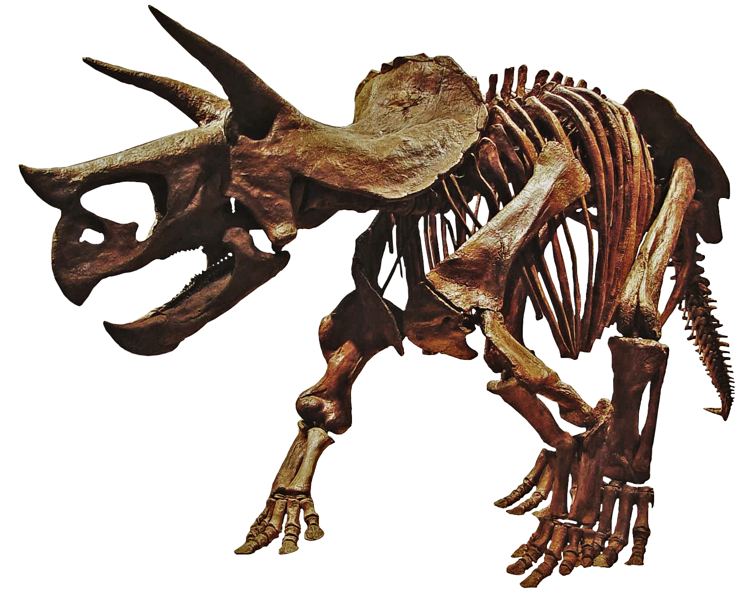 Triceratop Transparent PNG Image