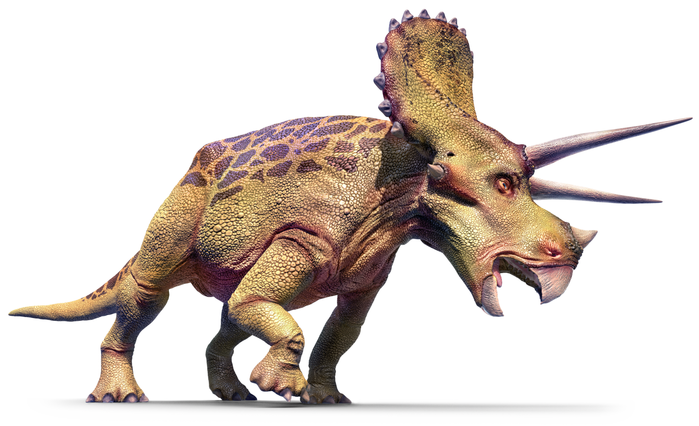 Triceratop Transparent PNG Image
