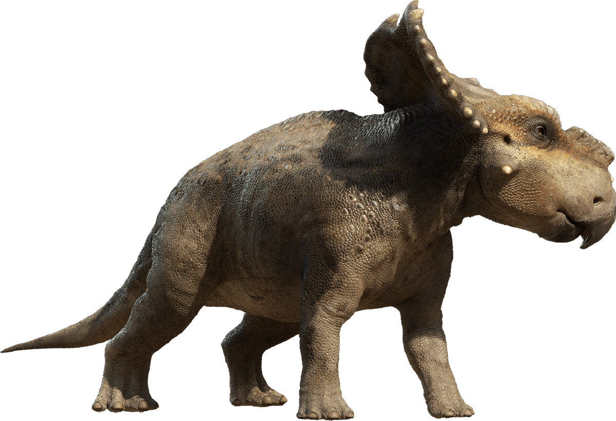 Triceratop Transparent PNG Image