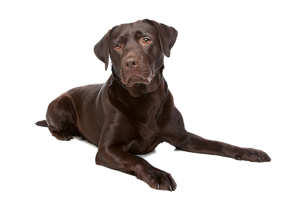 Labrador Transparent PNG Image