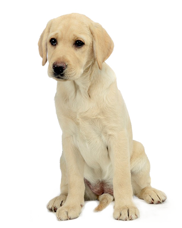 Labrador Transparent PNG Image