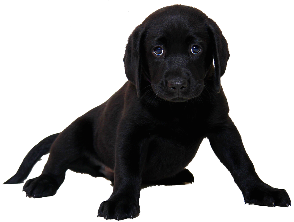 Labrador Transparent PNG Image
