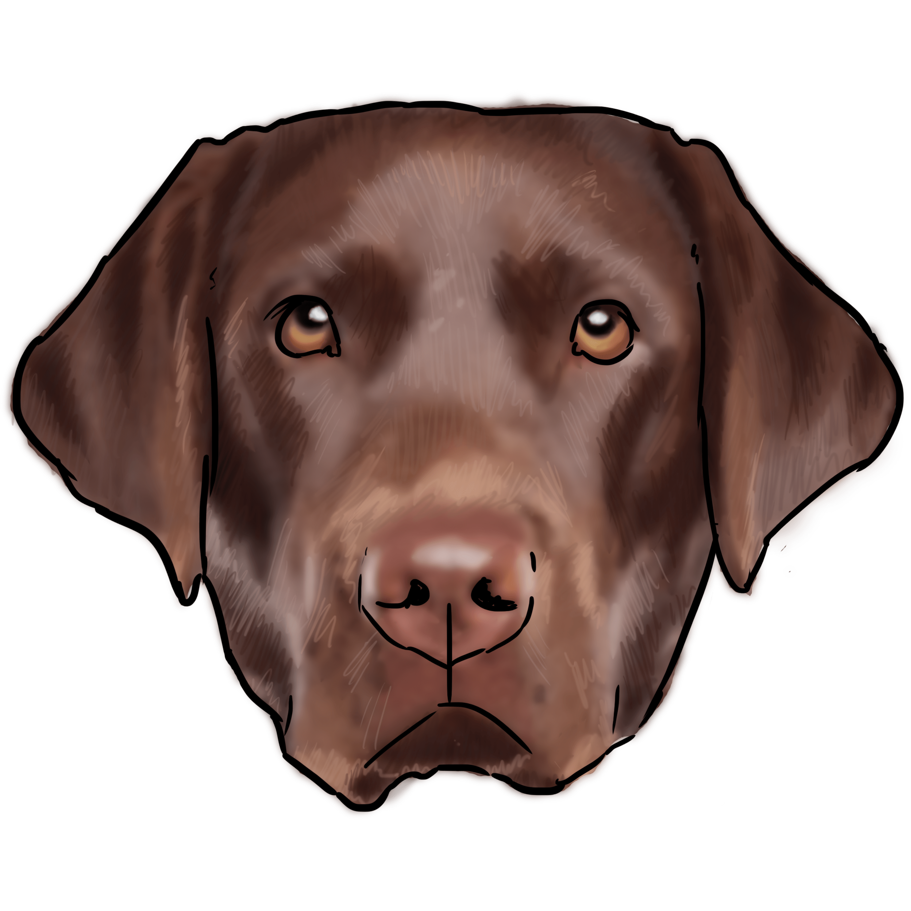Labrador Transparent PNG Image