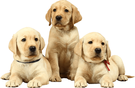 Labrador Transparent PNG Image