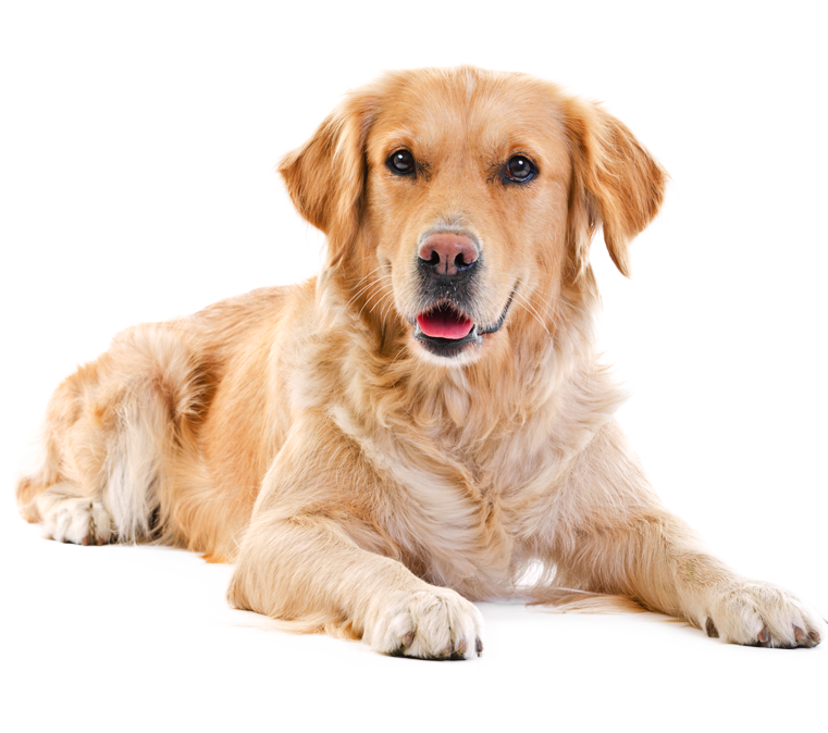 Labrador Transparent PNG Image