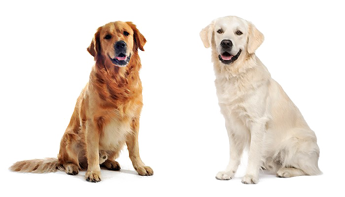 Labrador Transparent PNG Image