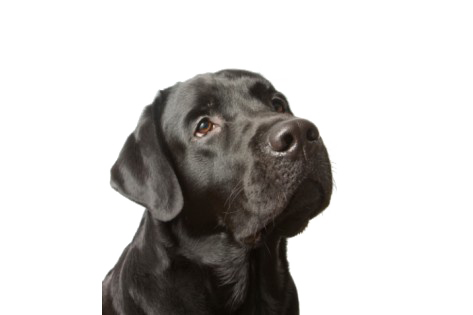 Labrador Transparent PNG Image