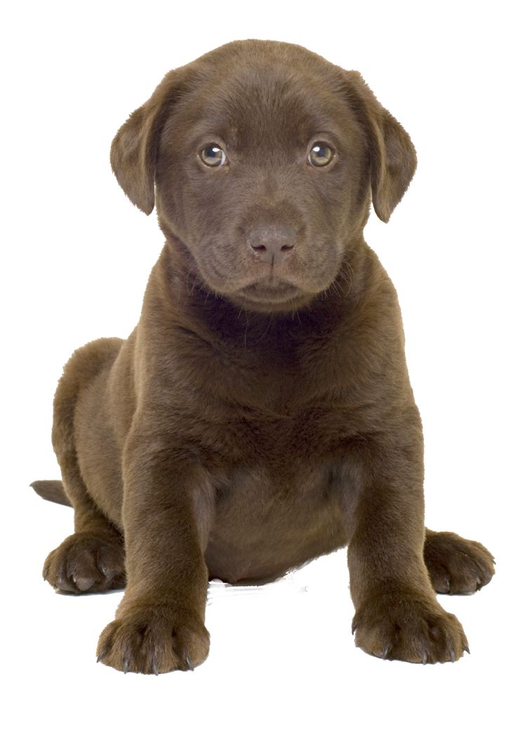 Labrador Transparent PNG Image