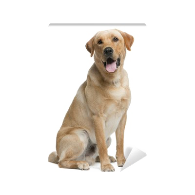 Labrador Transparent PNG Image