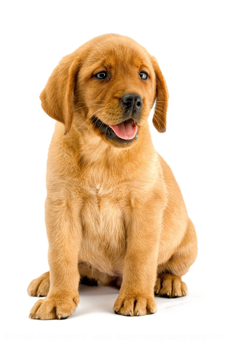 Labrador Transparent PNG Image