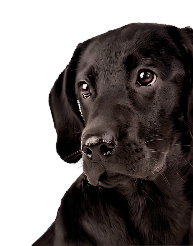 Labrador Transparent PNG Image
