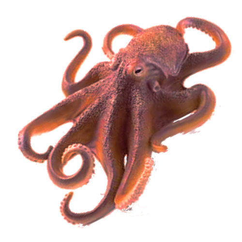 Octopus Transparent PNG Image