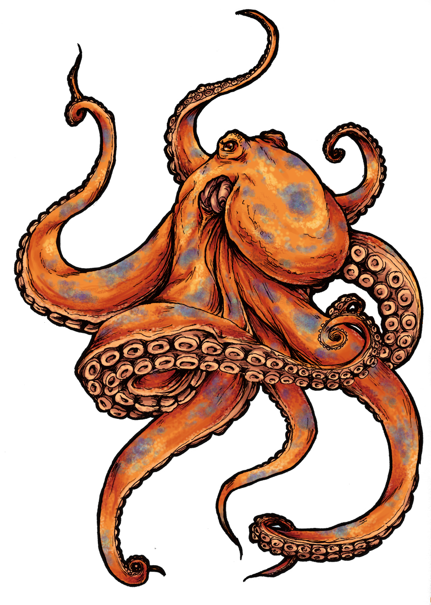 Octopus Transparent PNG Image