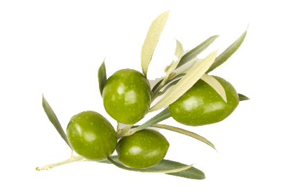 Olive Transparent PNG Image