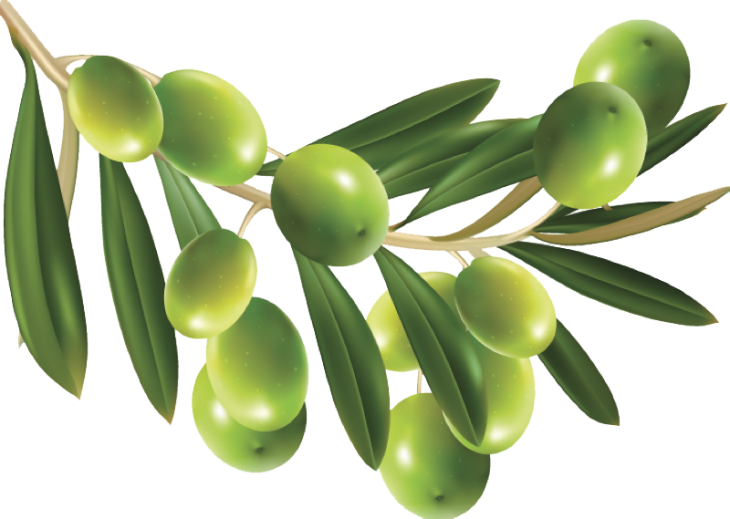 Olive Transparent PNG Image