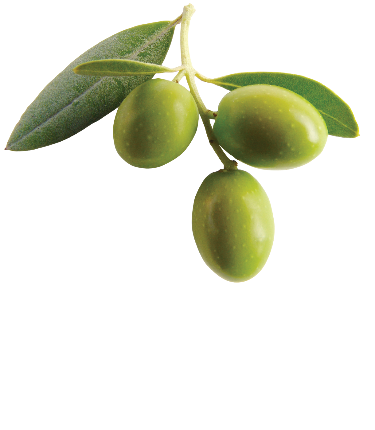Olive Transparent PNG Image