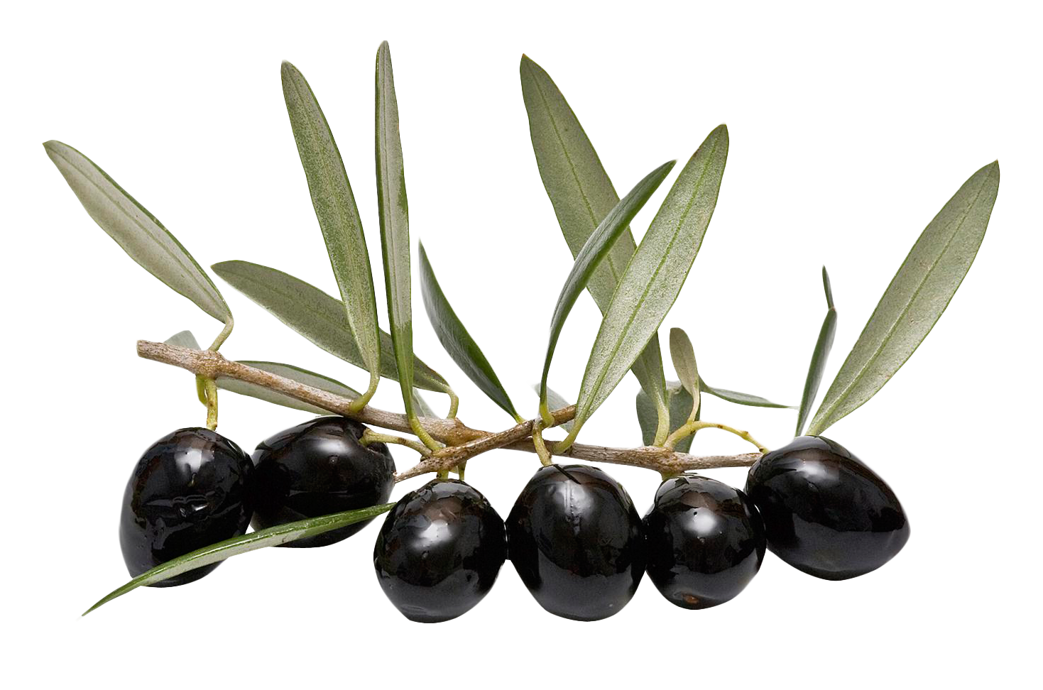 Olive Background Transparent PNG Image