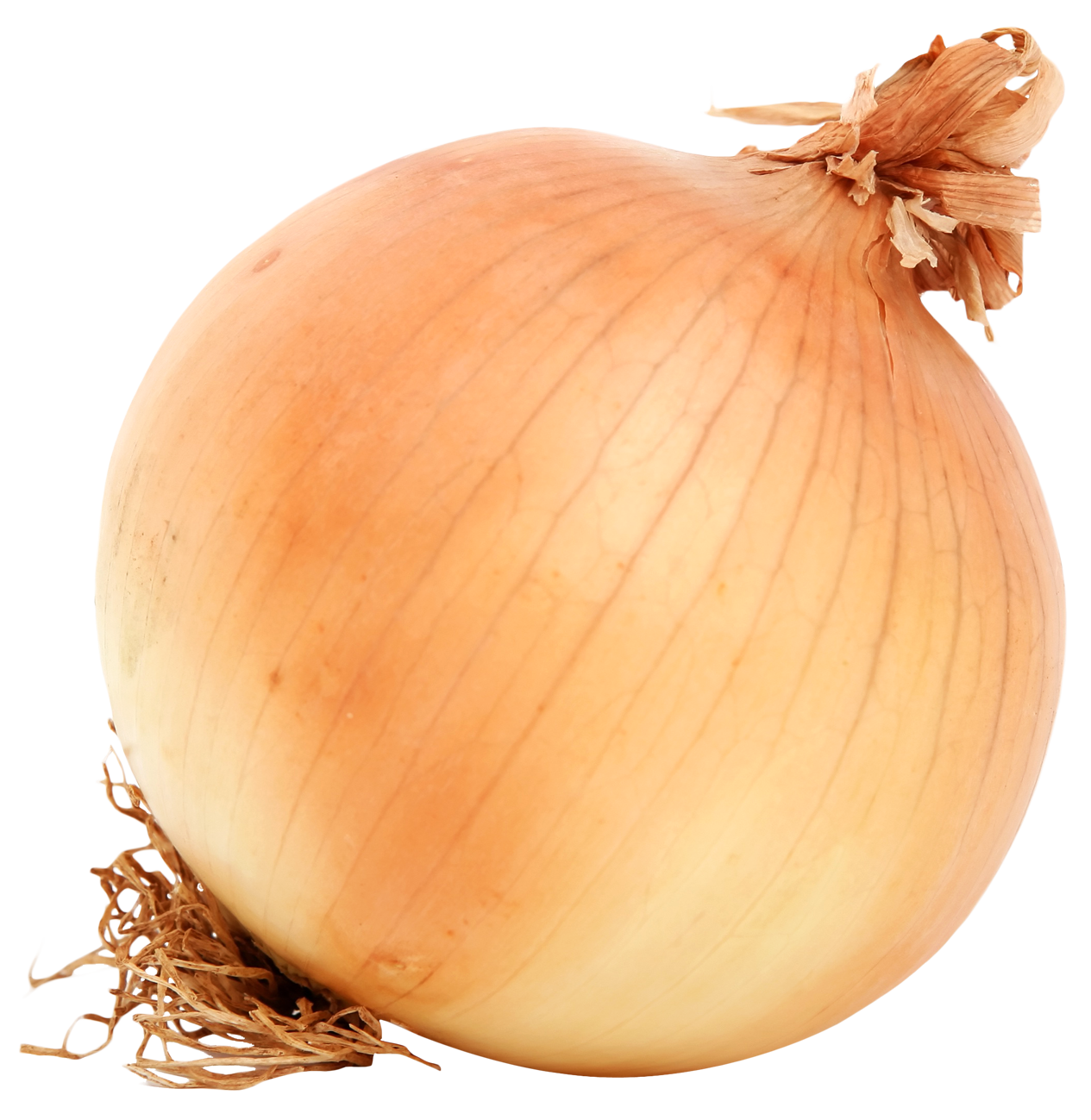Brown Onion Transparent PNG Image