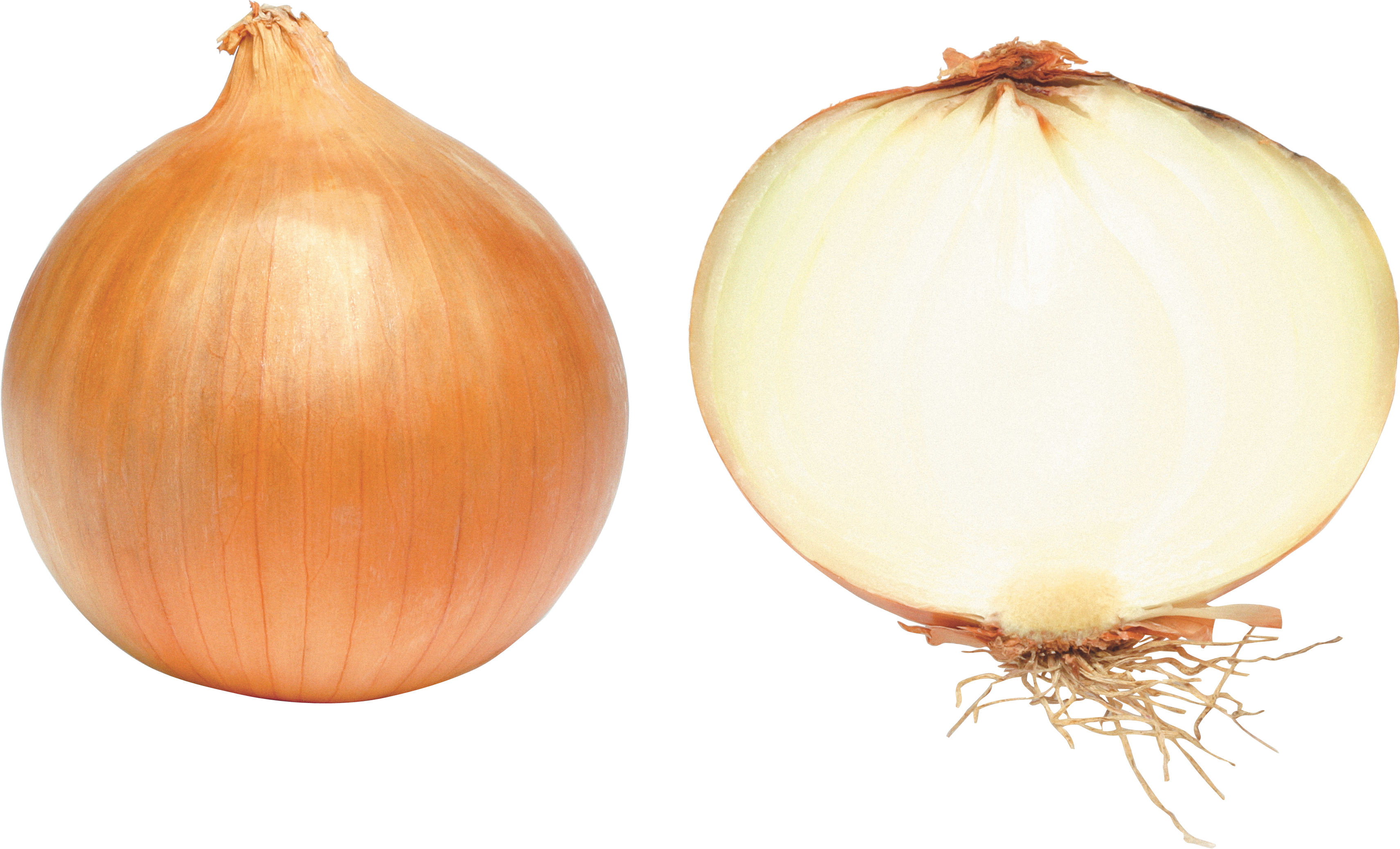 Brown Slice Onion Transparent PNG Image