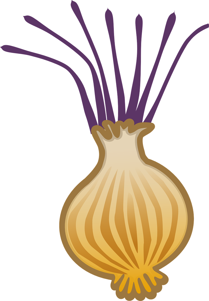 Brown Vector Onion Transparent PNG Image