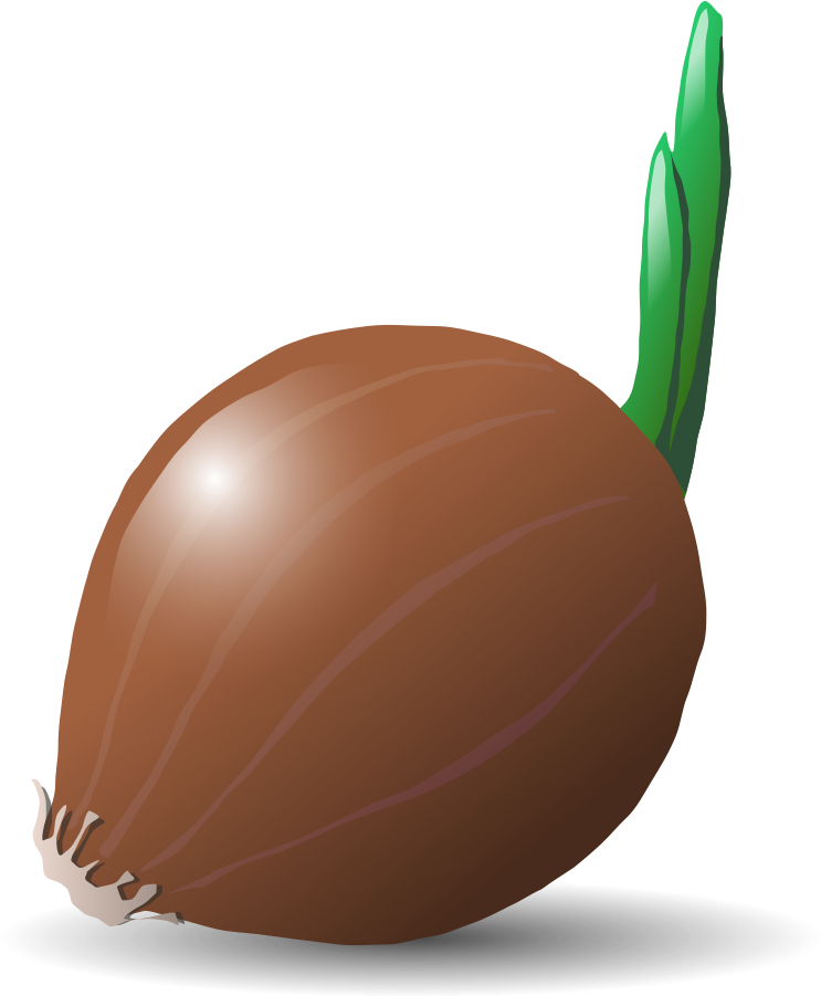 Brown Vector Onion Transparent PNG Image
