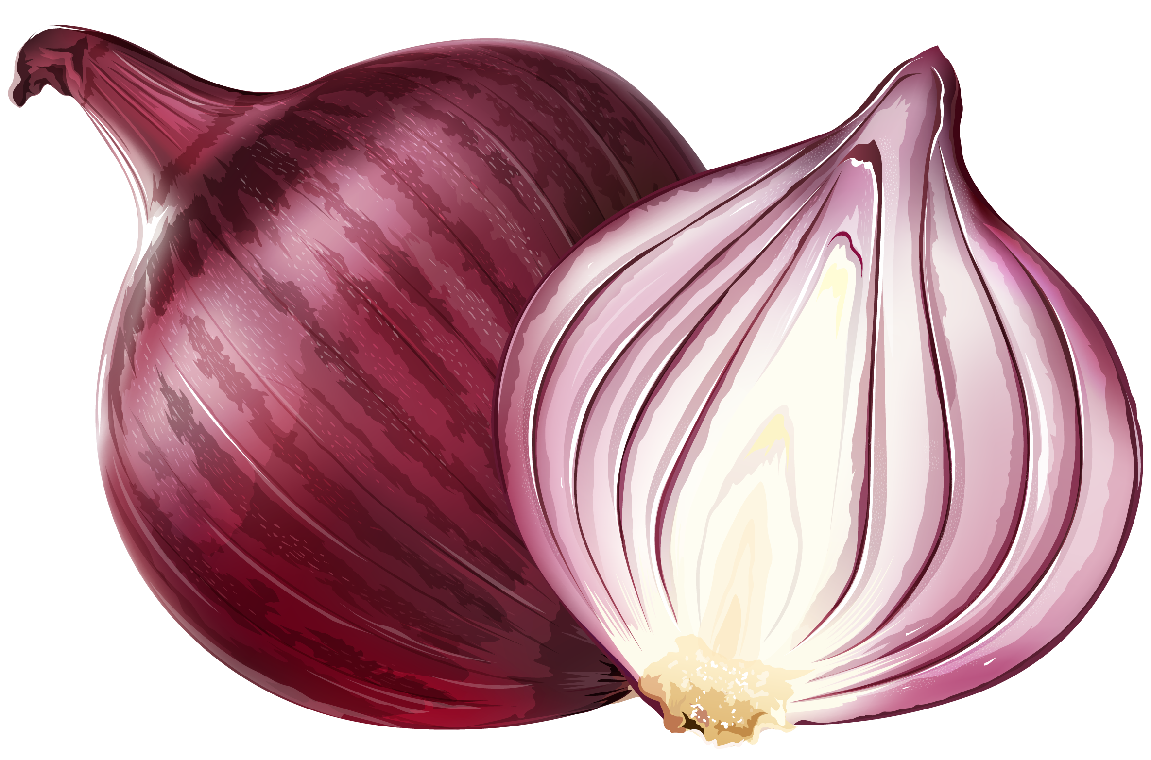 Fresh Onion Transparent PNG Image
